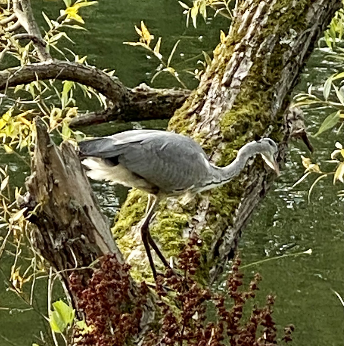 Gray Heron - ML609287290