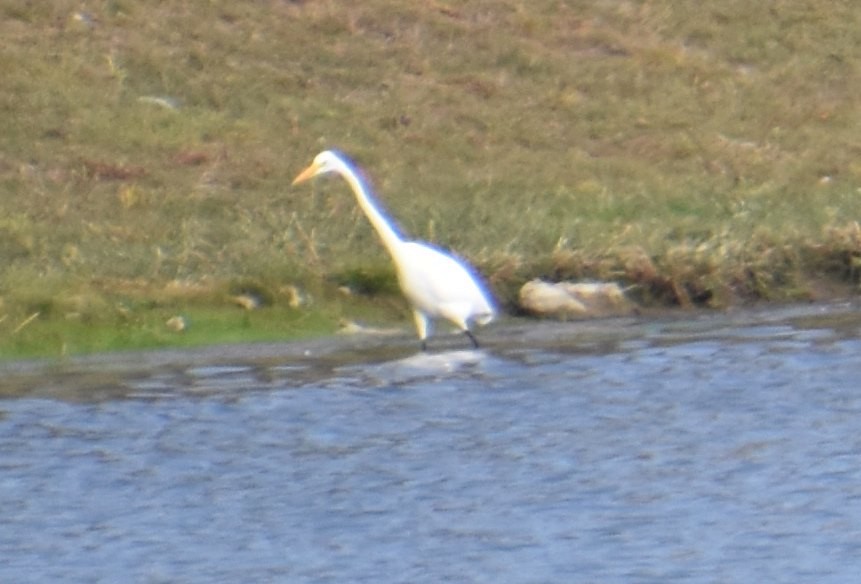 Great Egret - Scott Jackson