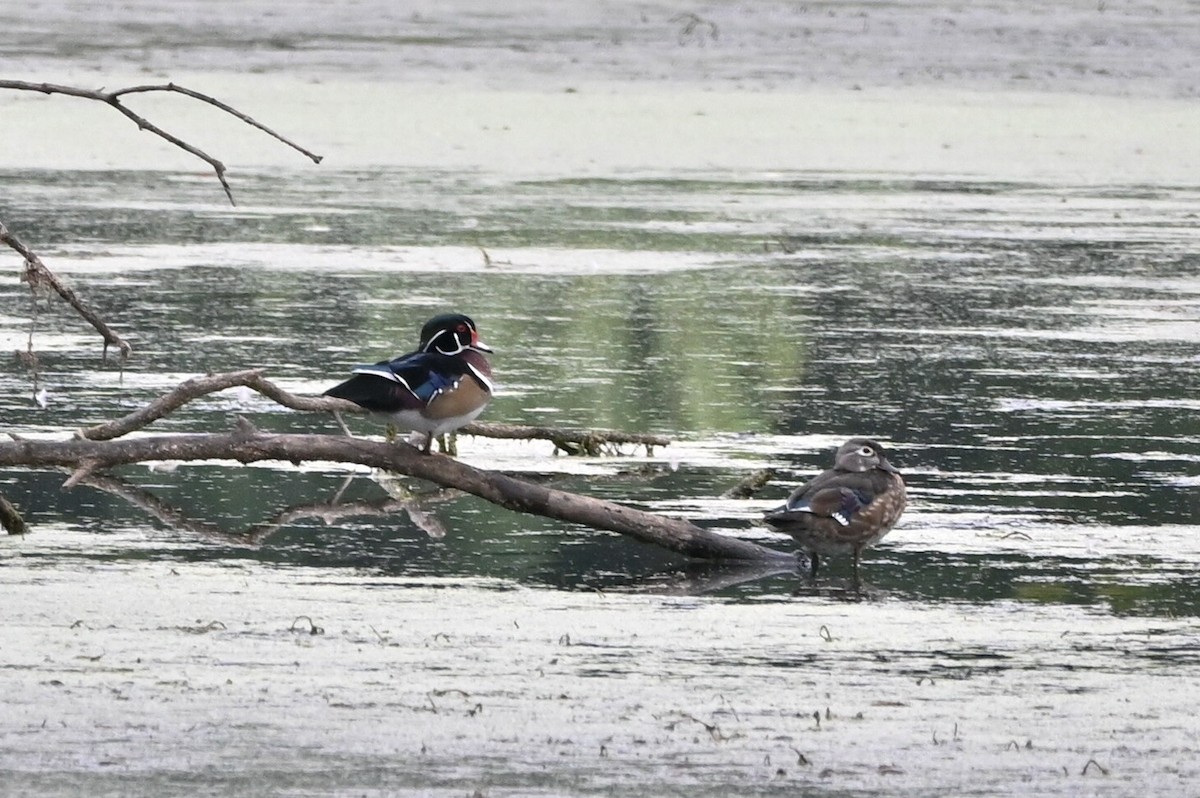 Wood Duck - ML609287342