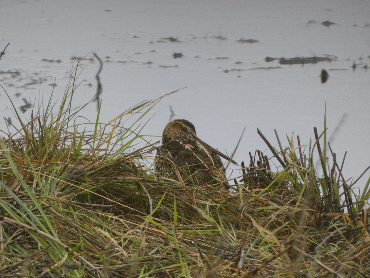 Common Snipe - Thomas Churchyard