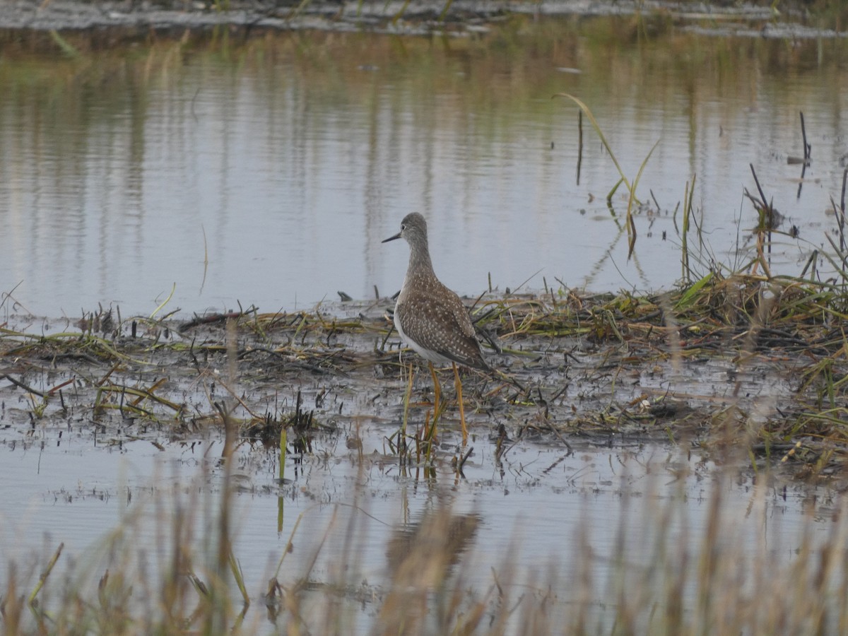 Lesser Yellowlegs - ML609287388