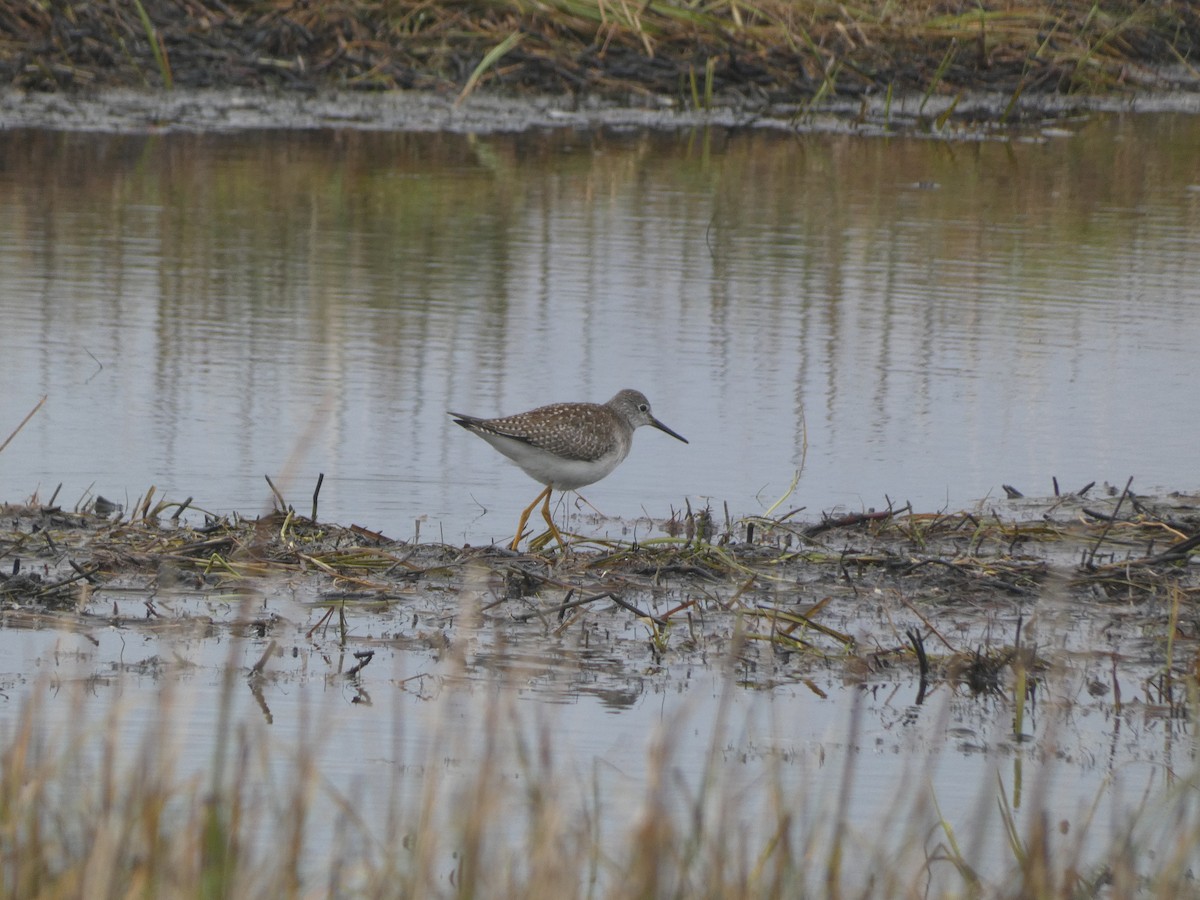 Lesser Yellowlegs - ML609287389