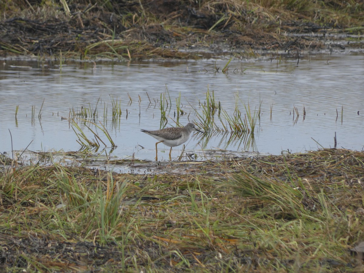 Lesser Yellowlegs - Thomas Churchyard