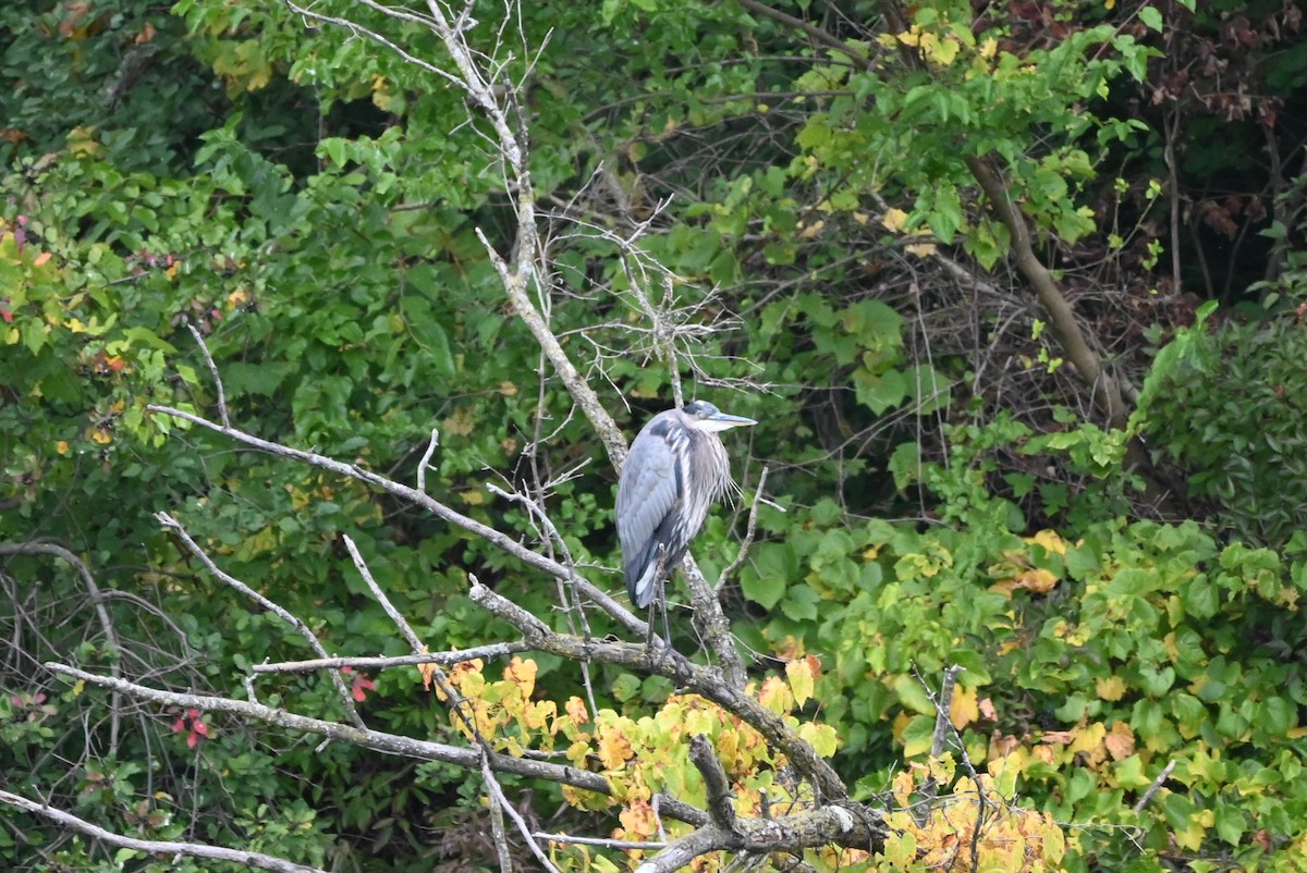 Great Blue Heron - ML609287396