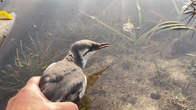 Common Murre - ML609287409