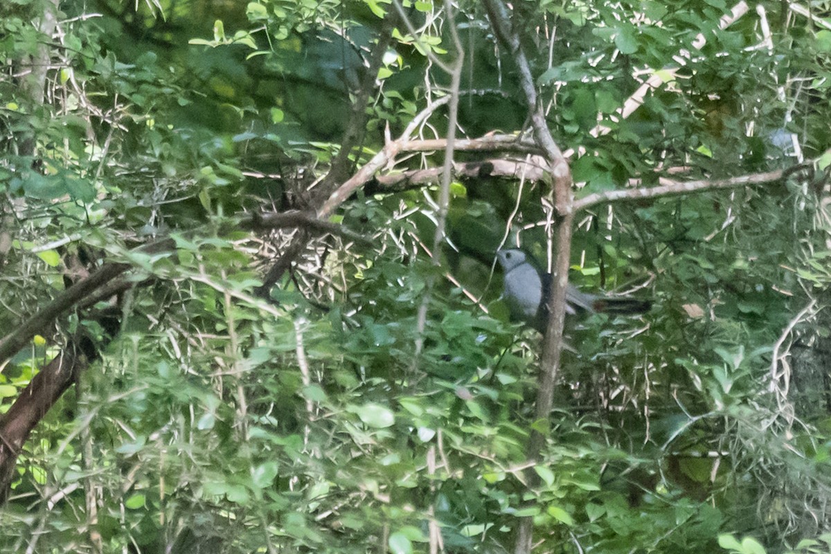 Gray Catbird - ML609287454