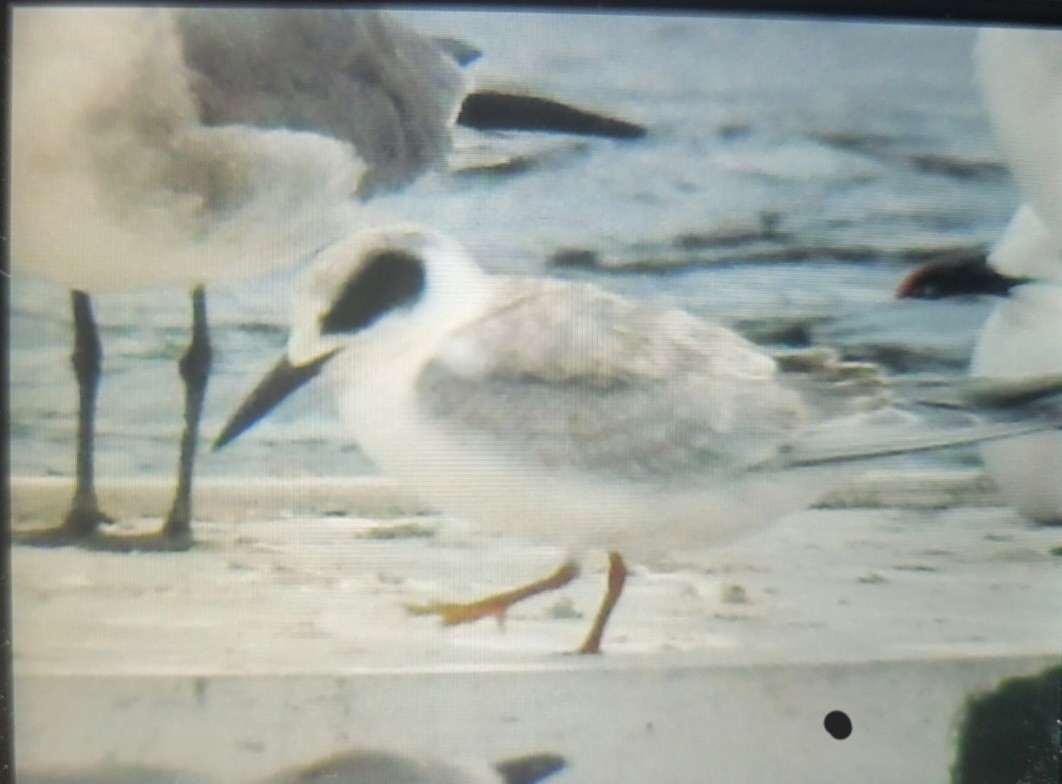 Forster's Tern - ML609287483