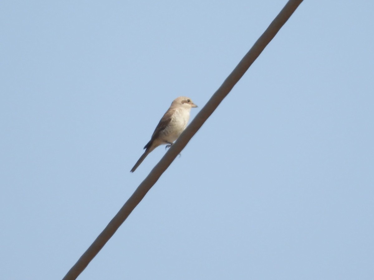 Red-backed Shrike - ML609287551