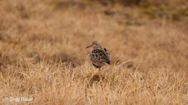 Pectoral Sandpiper - ML609287553