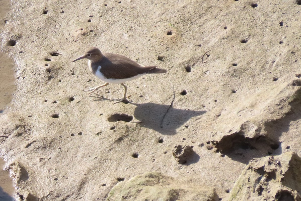 Common Sandpiper - ML609287588