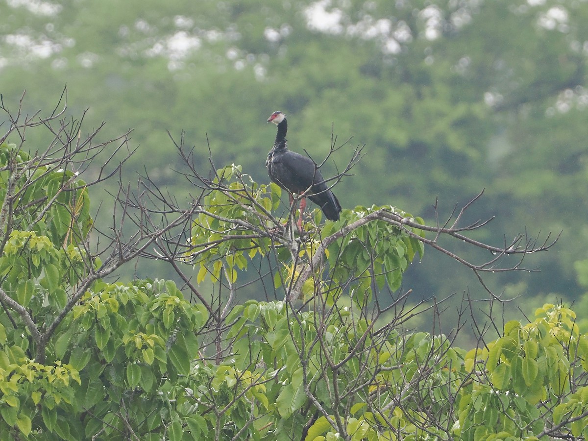 Northern Screamer - ML609287757