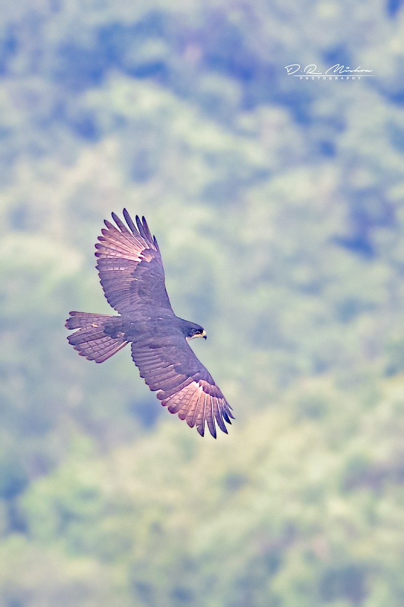 Rufous-bellied Eagle - ML609287776