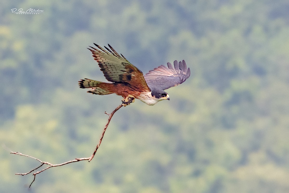 Águila Ventrirroja - ML609287777