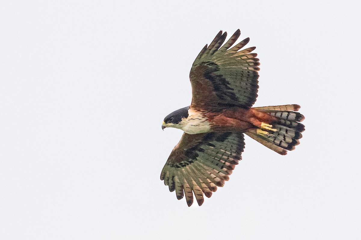 Rufous-bellied Eagle - ML609287778