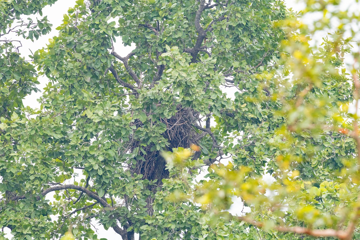 Rufous-bellied Eagle - ML609287779