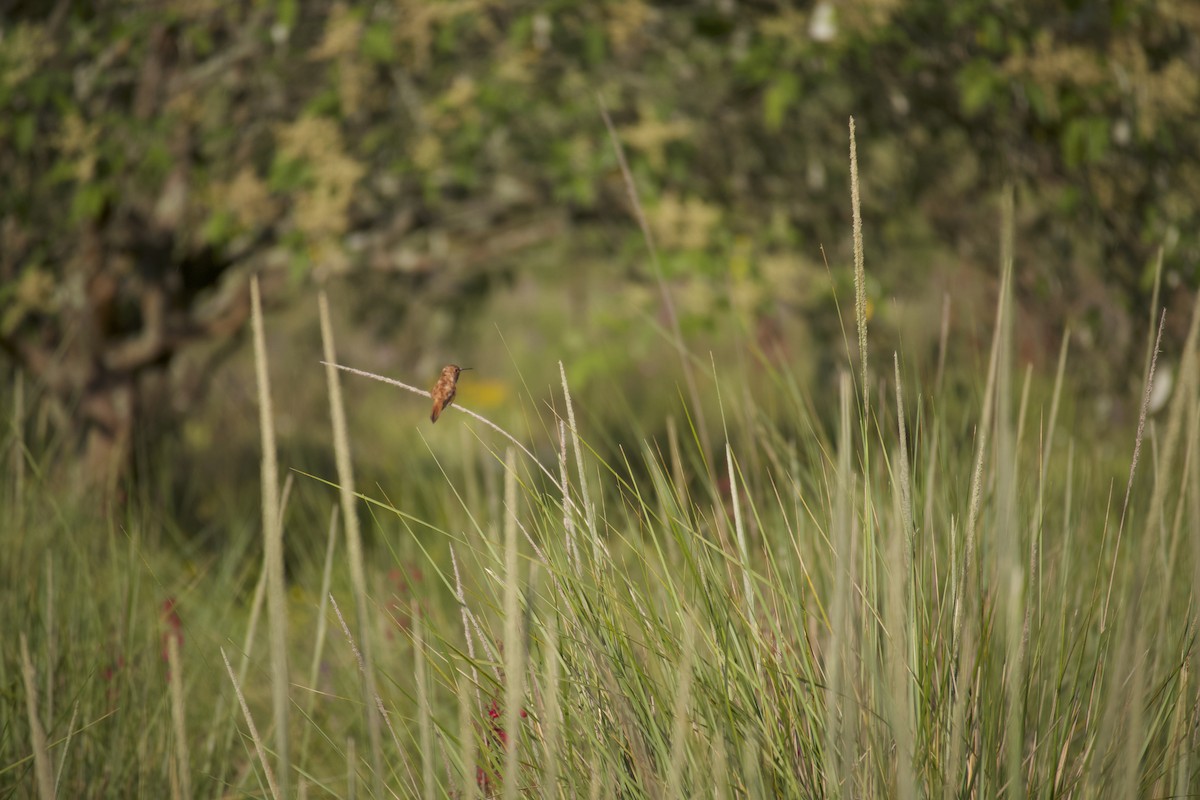 Rufous Hummingbird - ML609287845