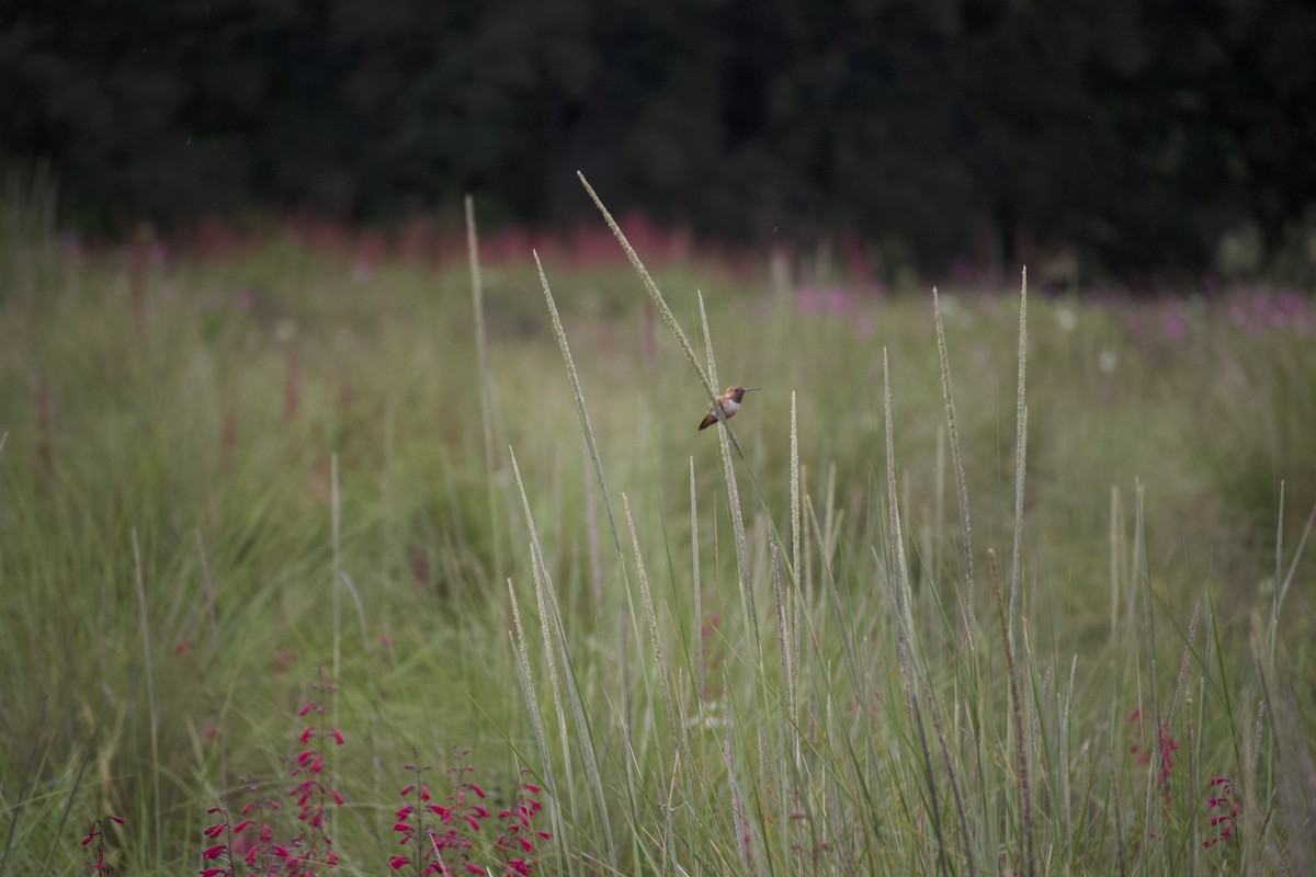 Rufous Hummingbird - ML609287846