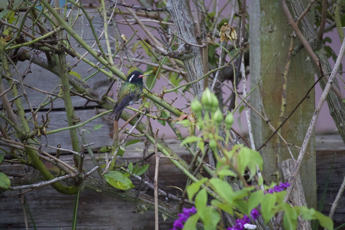 White-eared Hummingbird - ML609287861