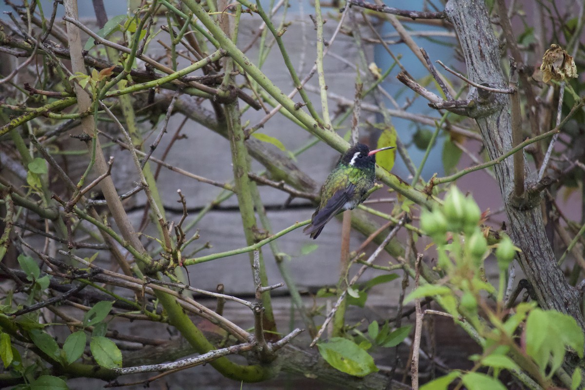 White-eared Hummingbird - ML609287862