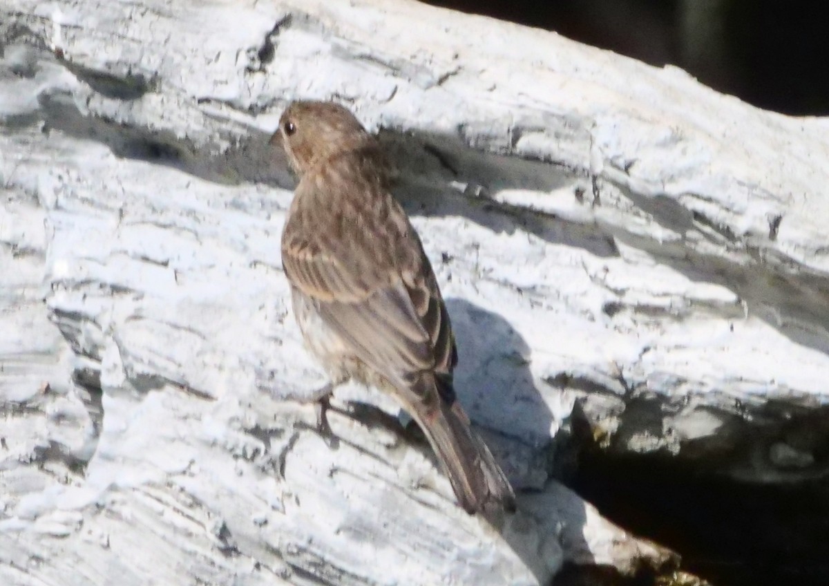 House Finch - ML609287979