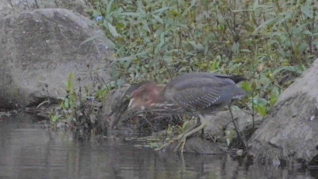 Green Heron - ML609287998