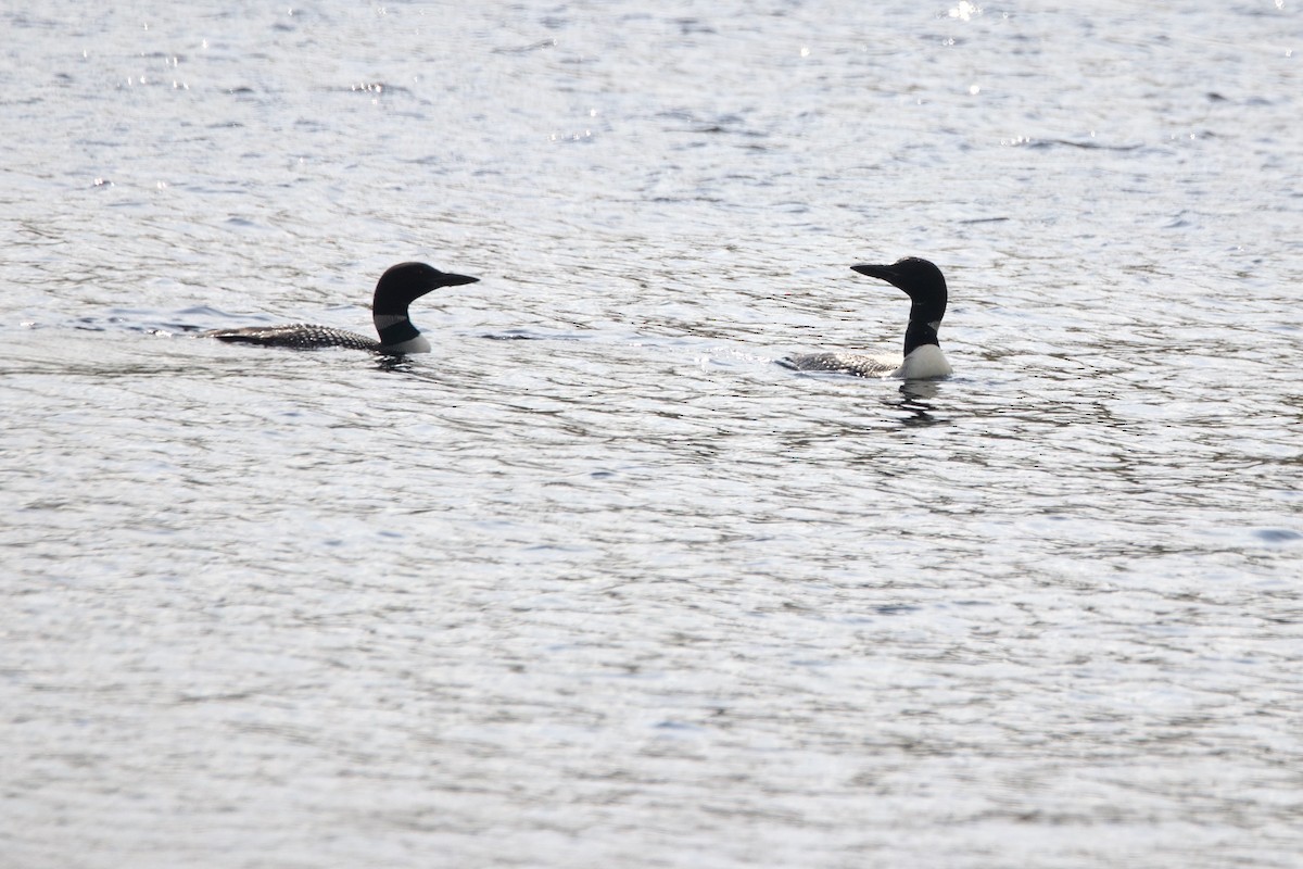 Common Loon - ML609288026