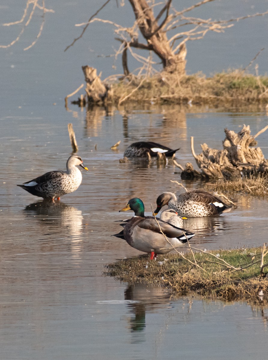 Mallard - Mridul Vaibhav