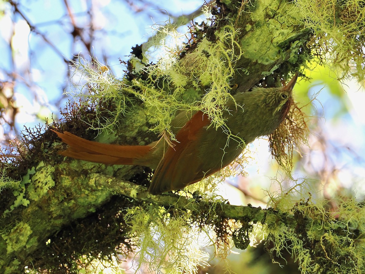 Streak-capped Spinetail - Bobby Wilcox