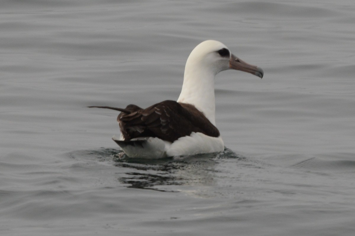 albatros laysanský - ML609288126