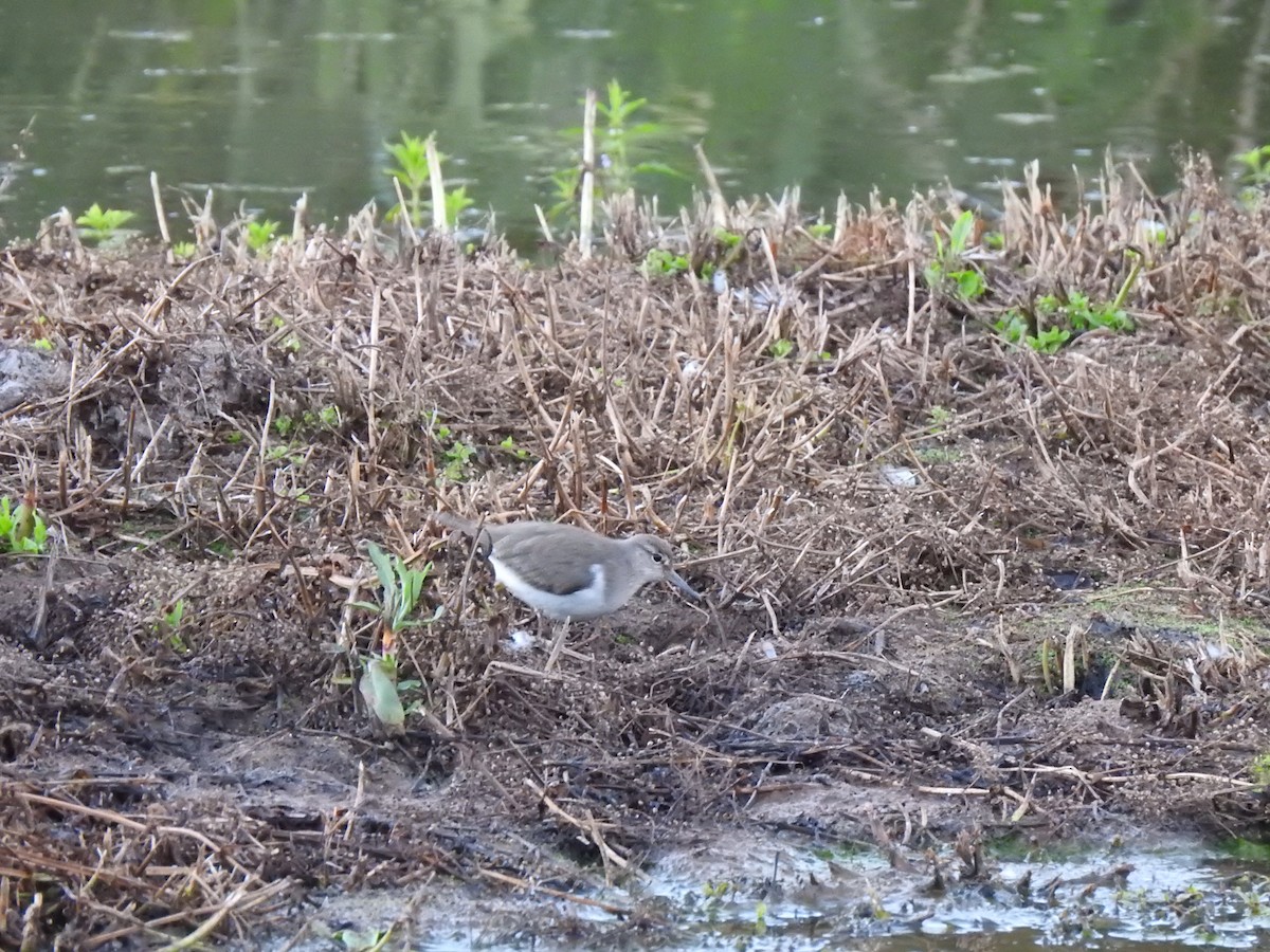 Common Sandpiper - ML609288158