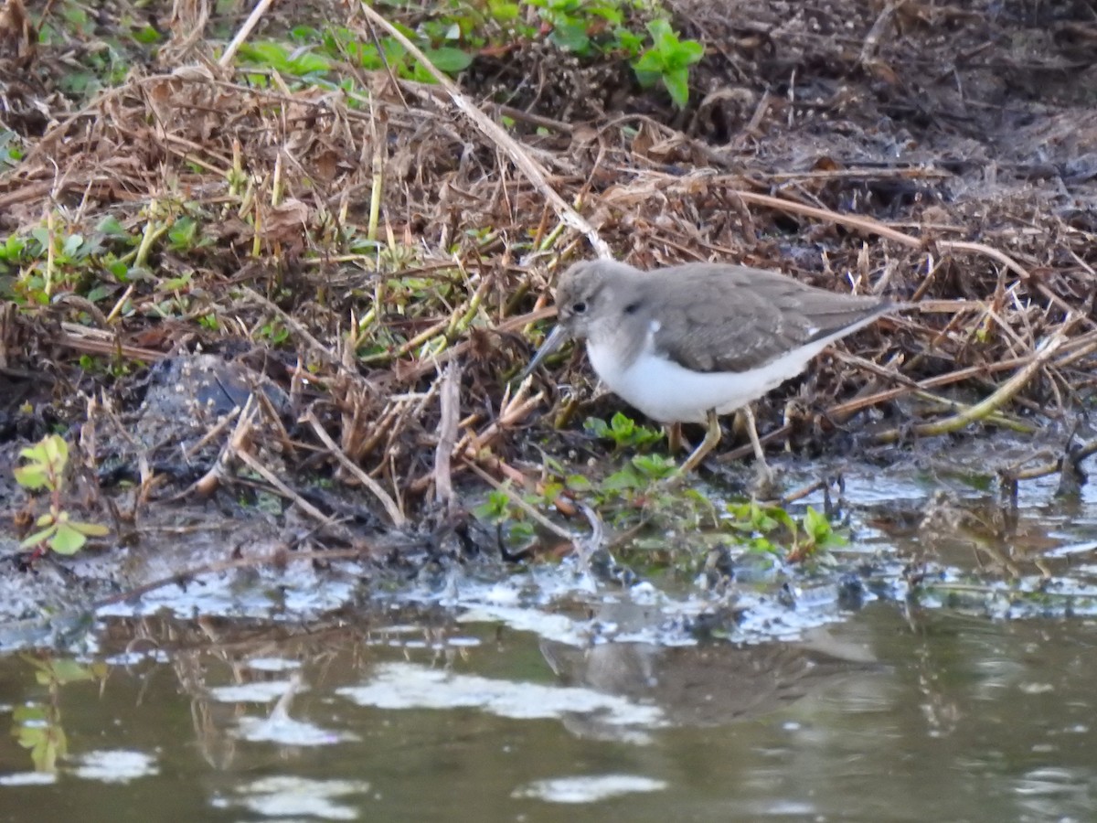 Common Sandpiper - ML609288161