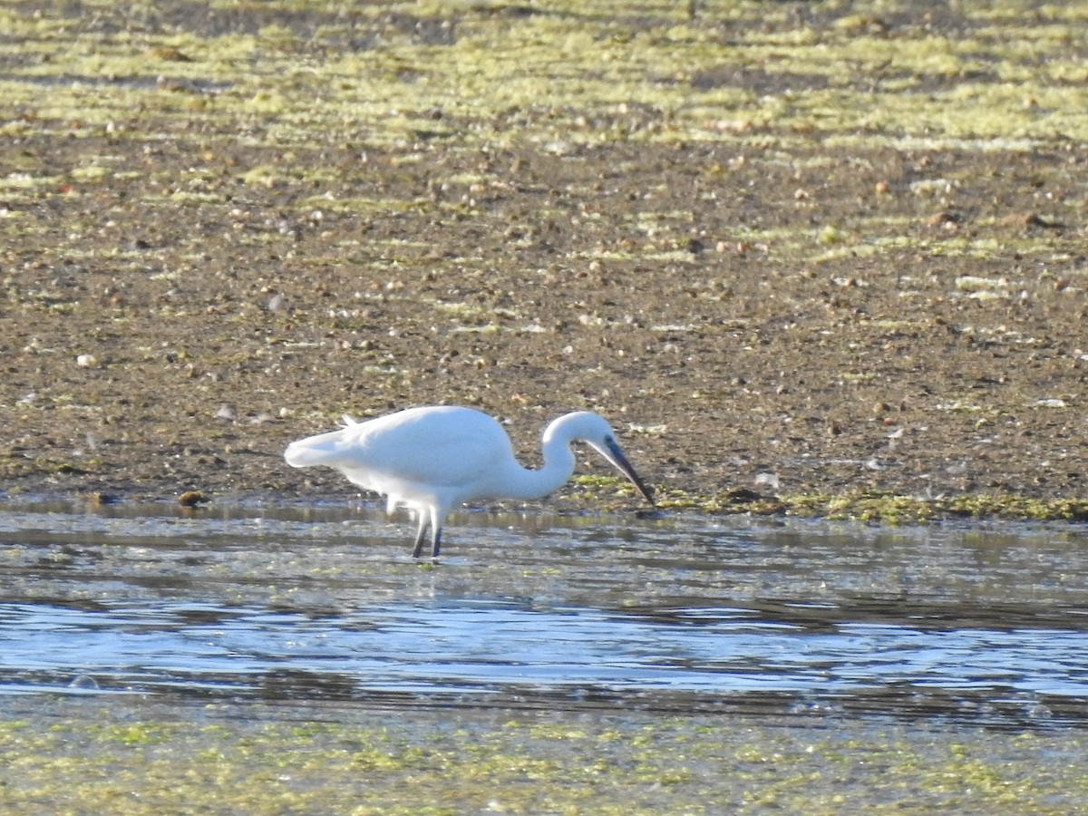 Little Egret - ML609288175