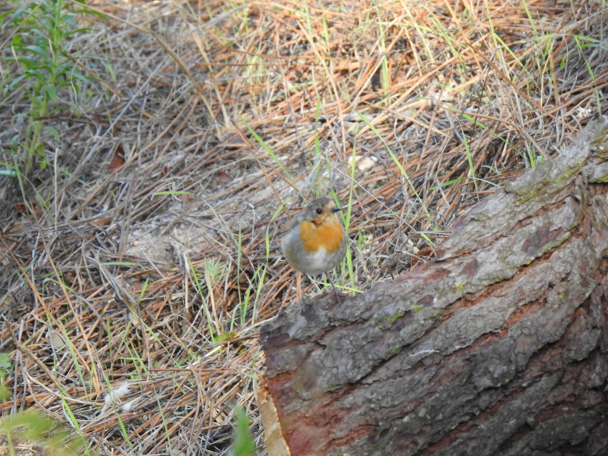 European Robin - ML609288193