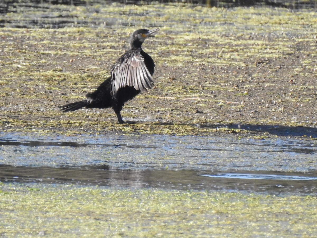 Great Cormorant - ML609288199