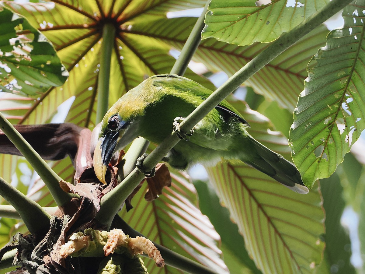 Groove-billed Toucanet (Yellow-billed) - ML609288210