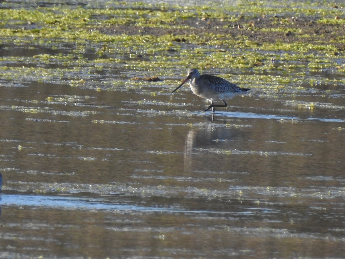 Bar-tailed Godwit - ML609288220