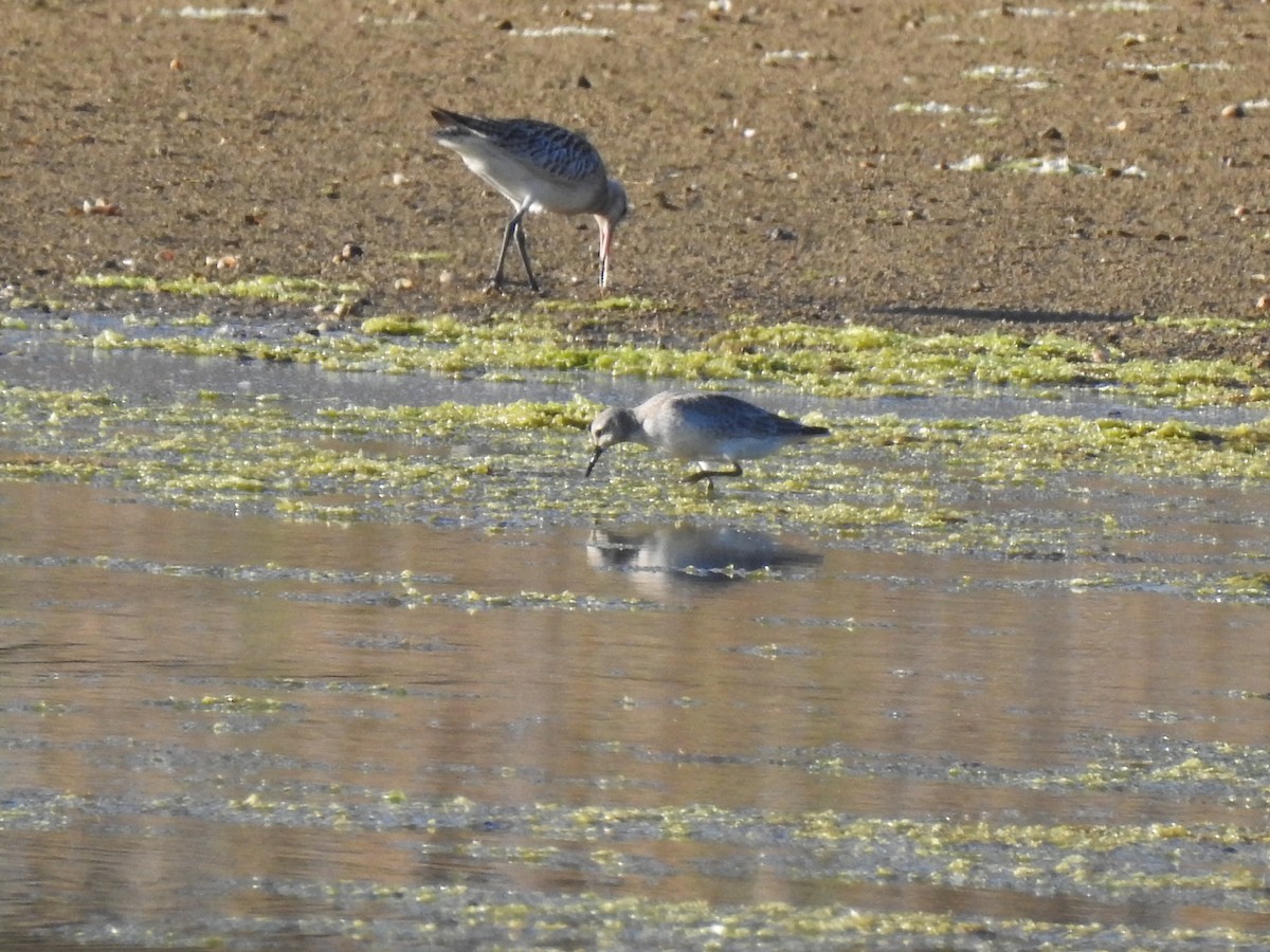 Bar-tailed Godwit - ML609288221