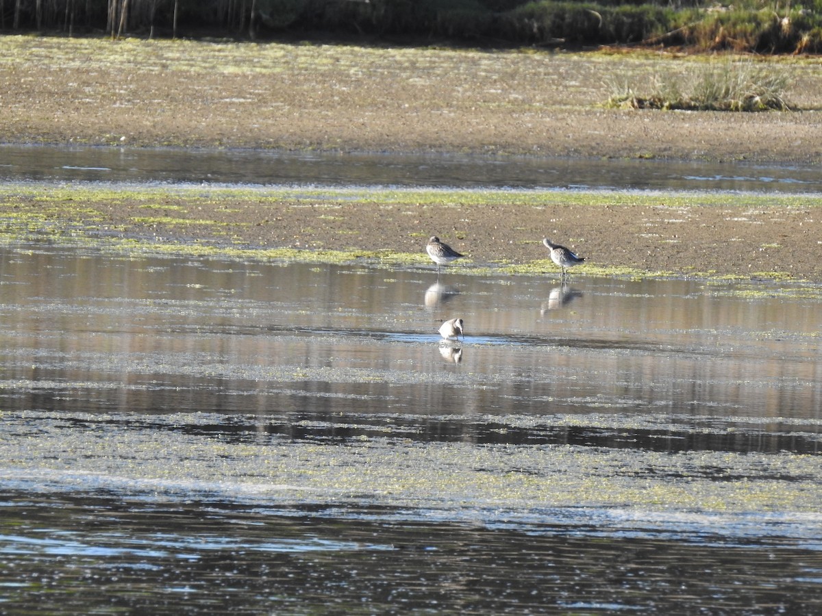 Bar-tailed Godwit - ML609288223