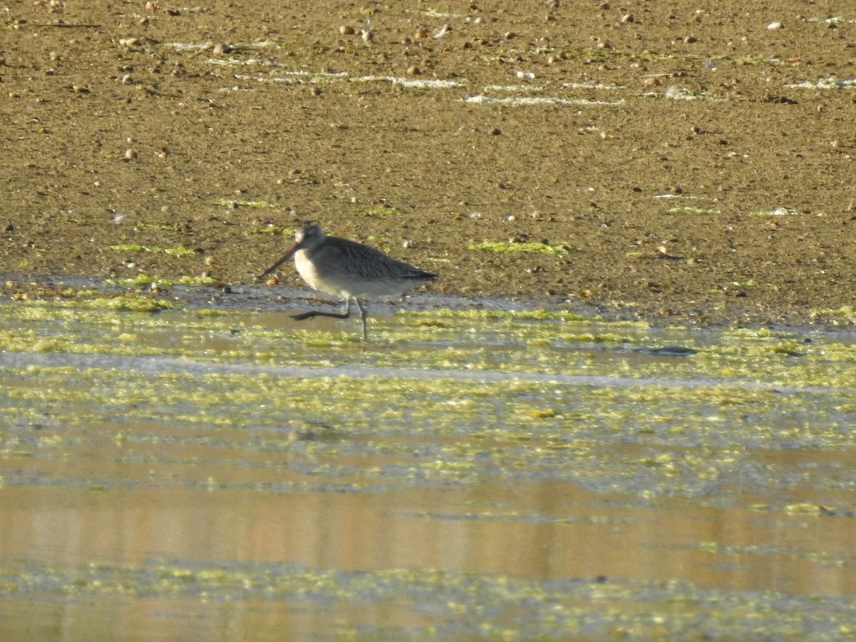 Bar-tailed Godwit - ML609288224