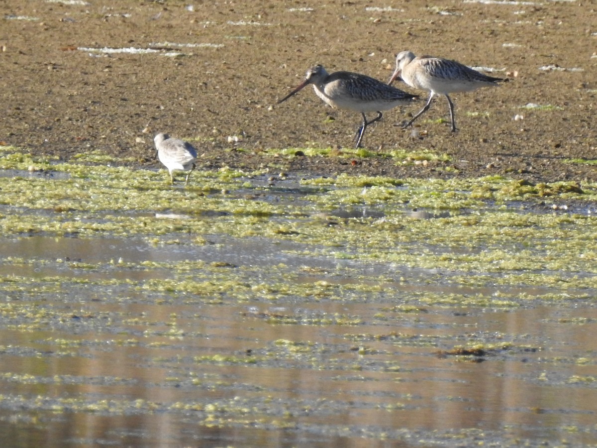 Bar-tailed Godwit - ML609288225