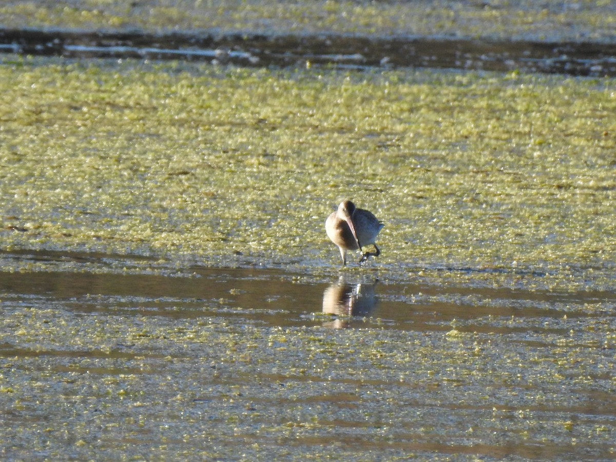 Bar-tailed Godwit - ML609288226