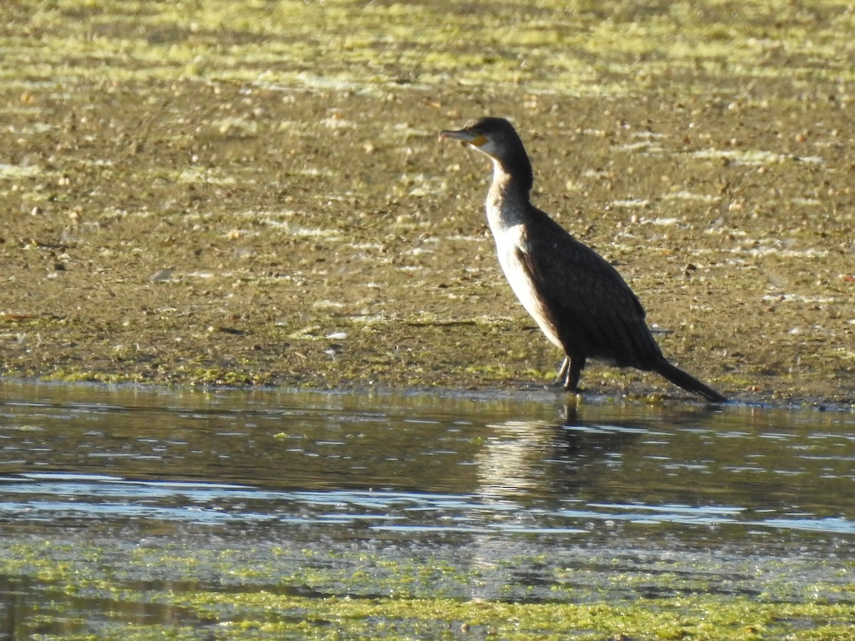 Great Cormorant - ML609288233