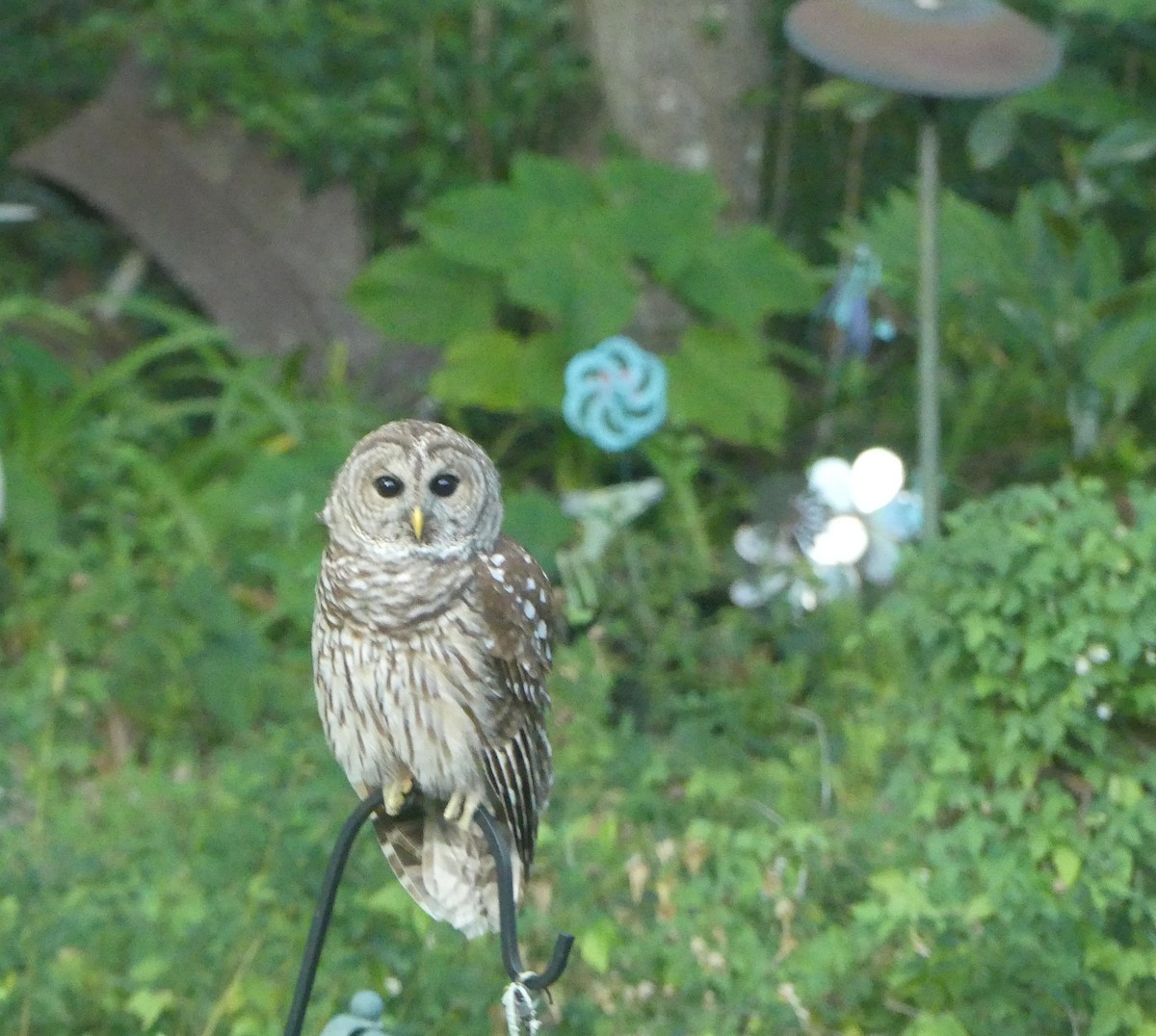 Barred Owl - ML609288255