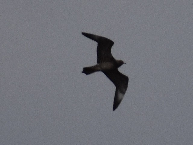 Long-tailed Jaeger - ML609288347