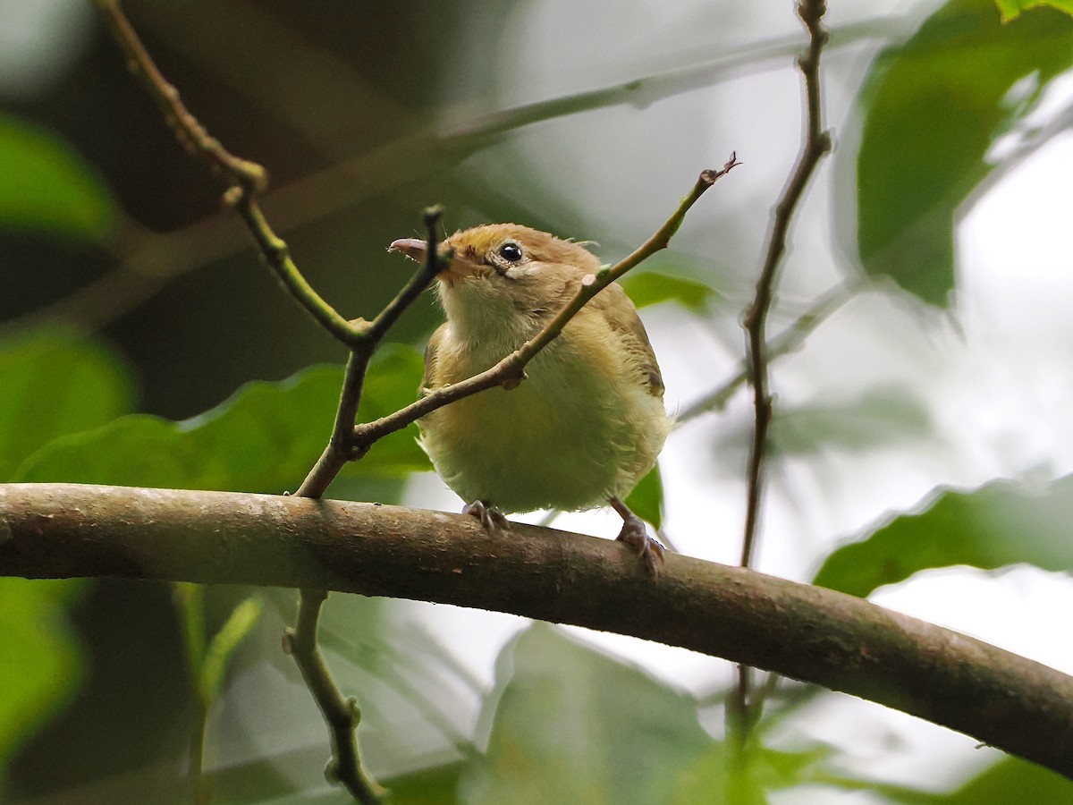 gullpannevireo - ML609288433