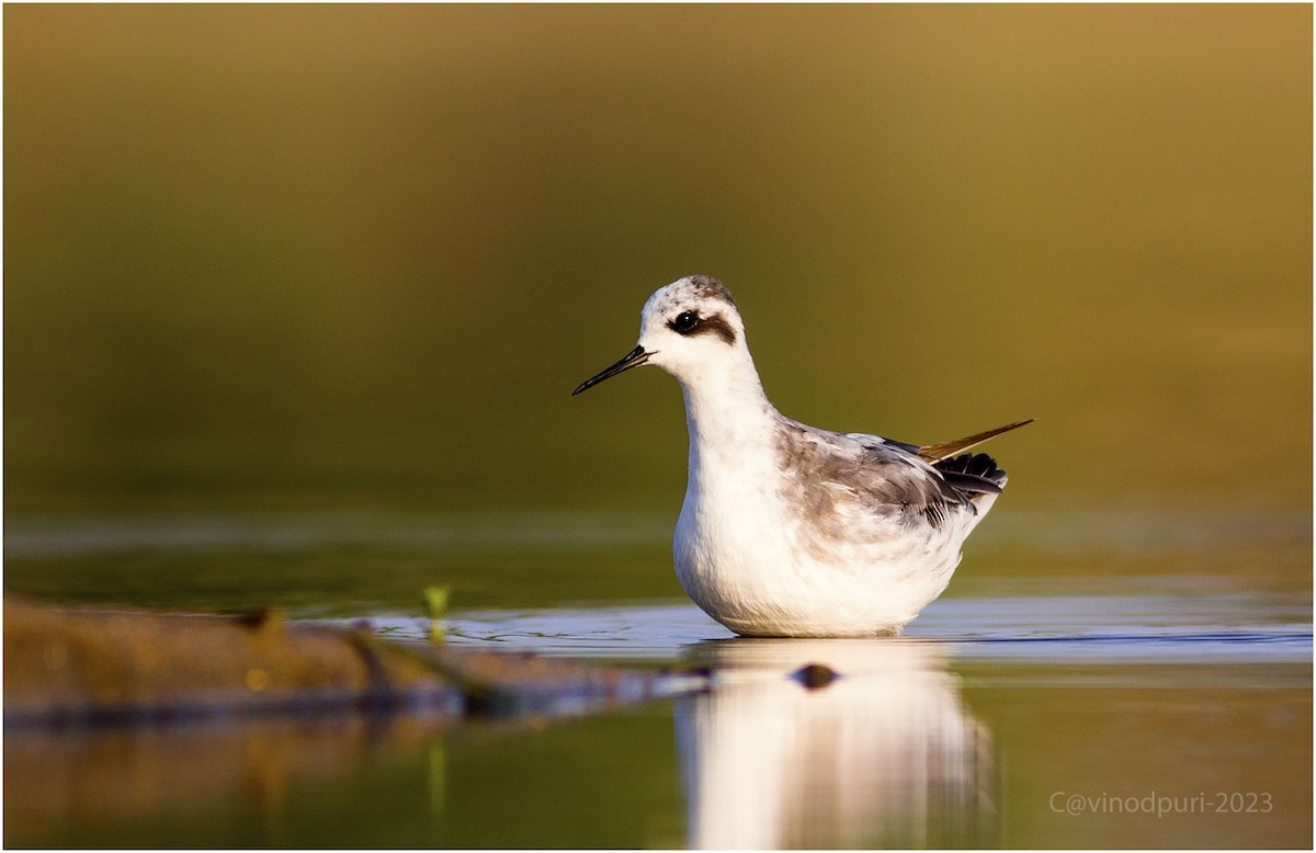 Red-necked Phalarope - ML609288459