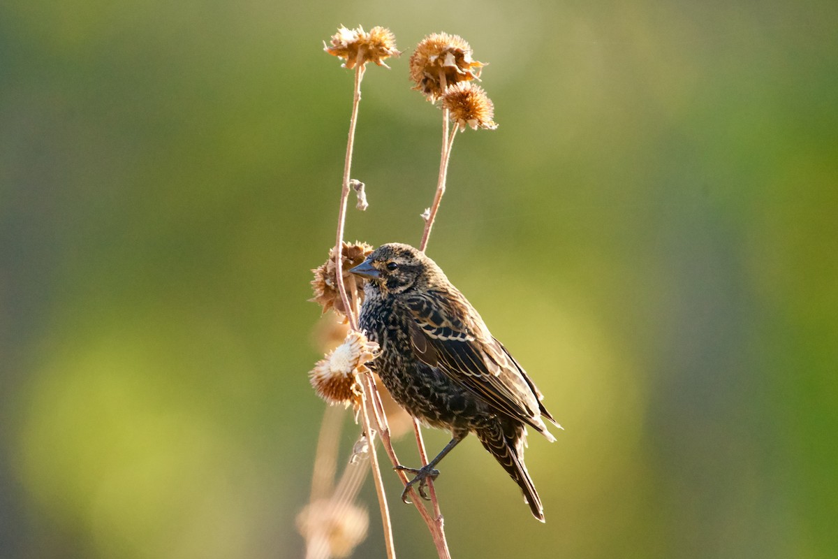 Red-winged Blackbird - ML609288472