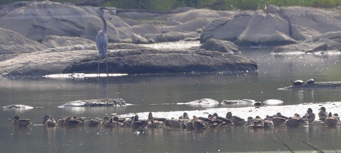 Blue-winged Teal - ML609288491