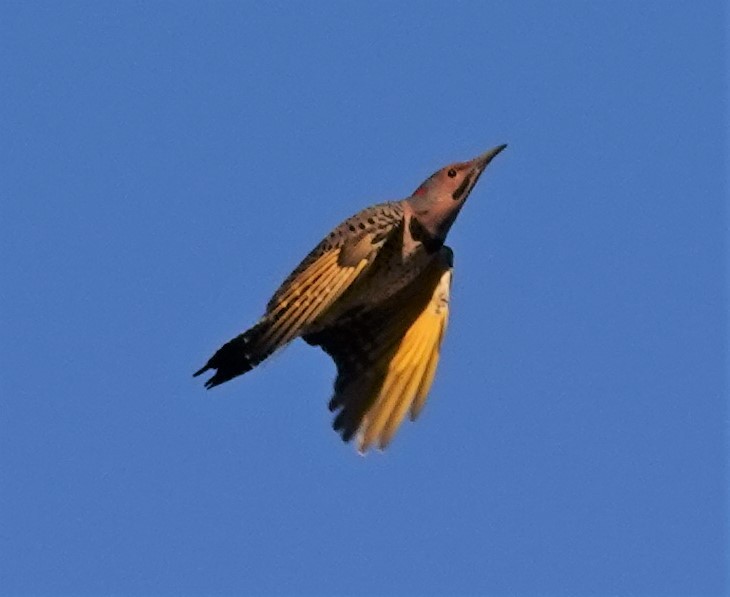 Northern Flicker (Yellow-shafted) - ML609288546