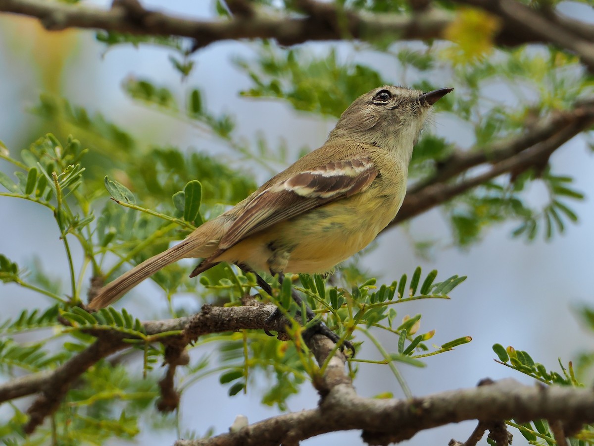 Slender-billed Tyrannulet - ML609288596